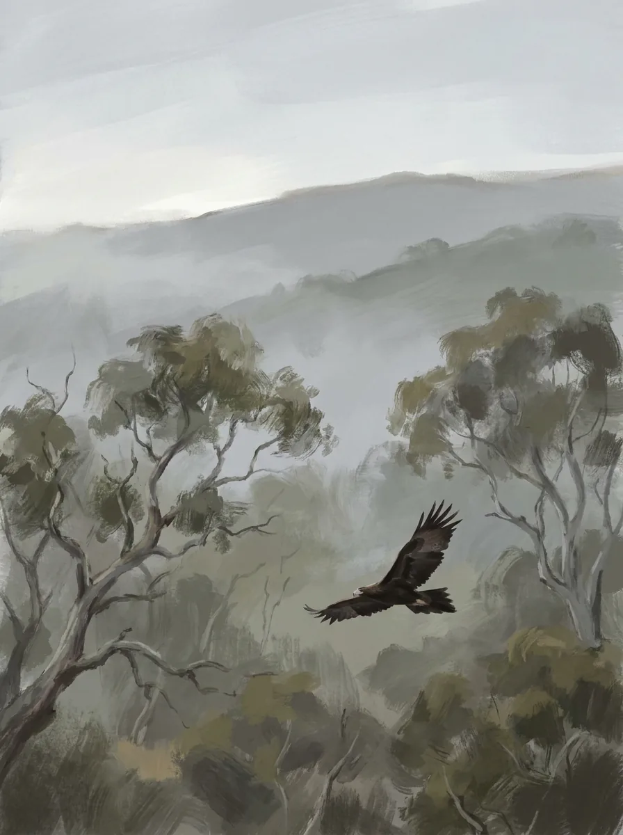 Illustration of Wedge-tailed Eagle
