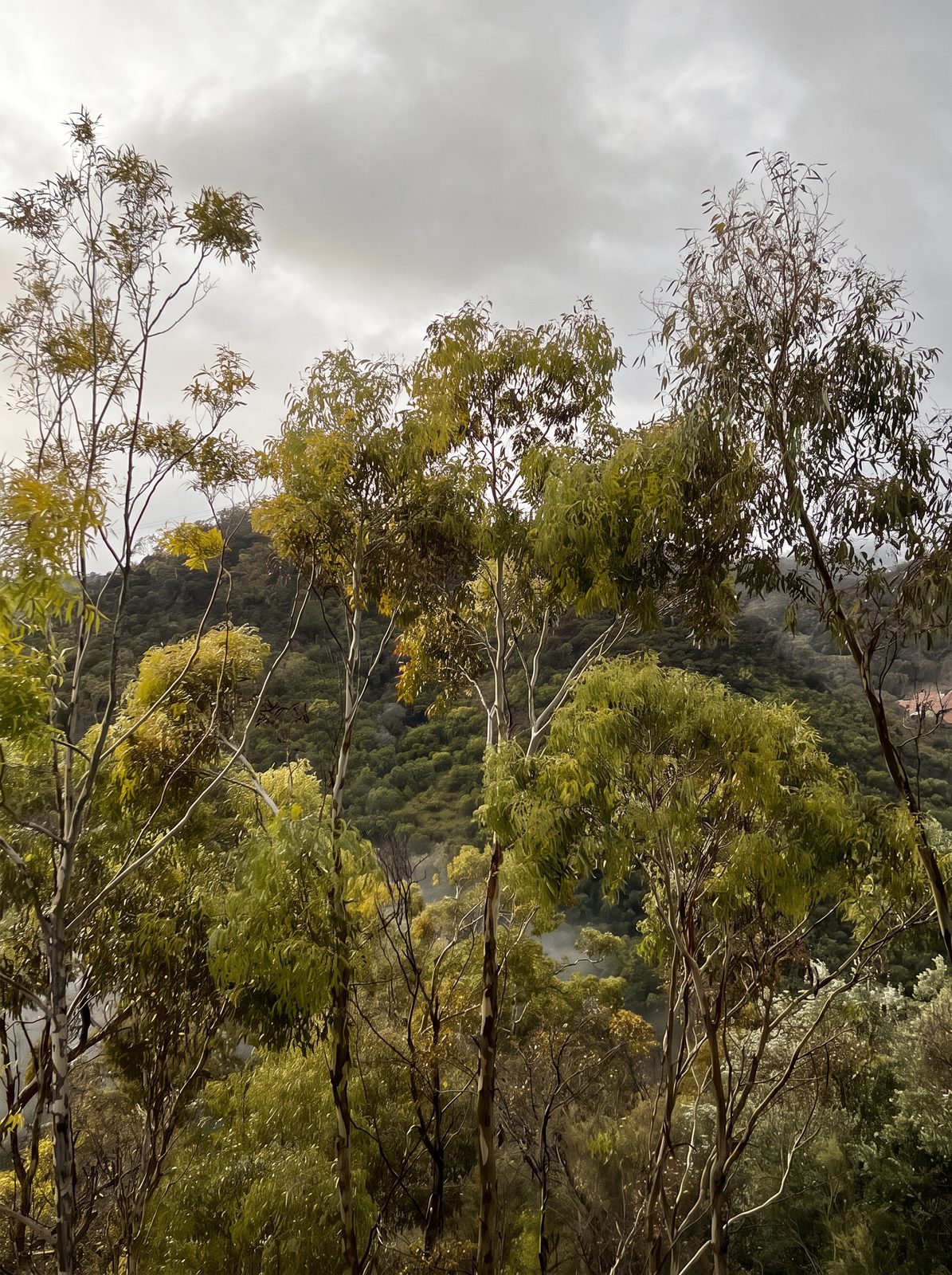 Eucalypts on a green Adelaide Hills slope, the bush Skye is working to protect