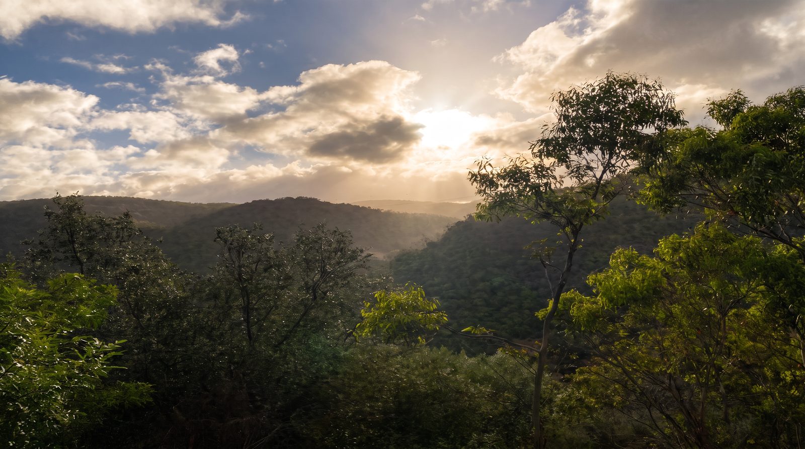 Golden light over the wooded Adelaide Hills, the kind of country the Refuge will be built into