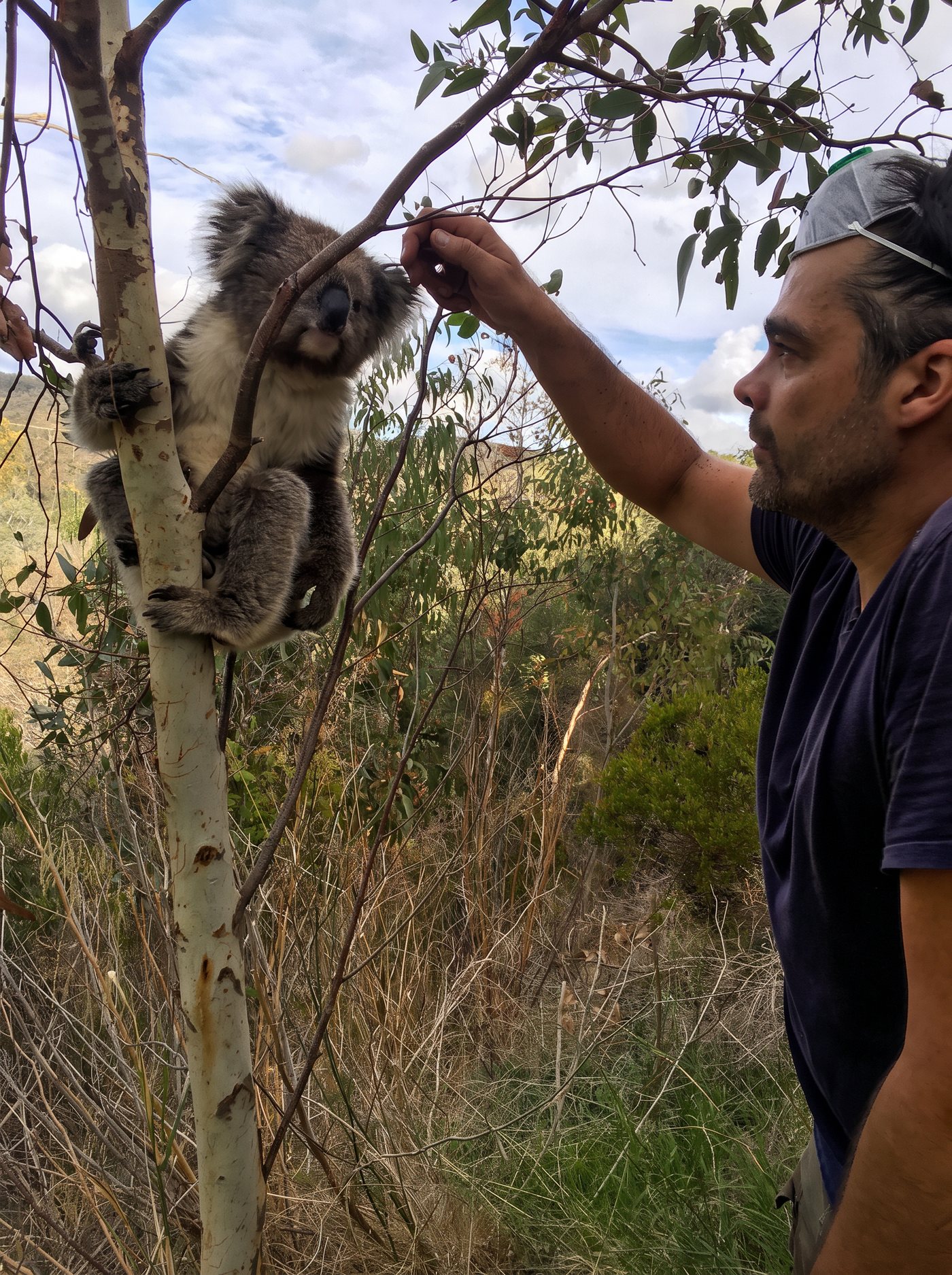 Simon at Skye with a wild koala resting in a young eucalypt