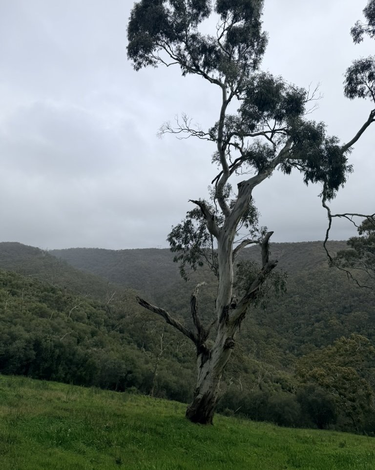 A mature eucalypt with bare scarred lower limbs and fresh green canopy regrowth on a cleared Adelaide Hills slope, recovering after feral olive removal.