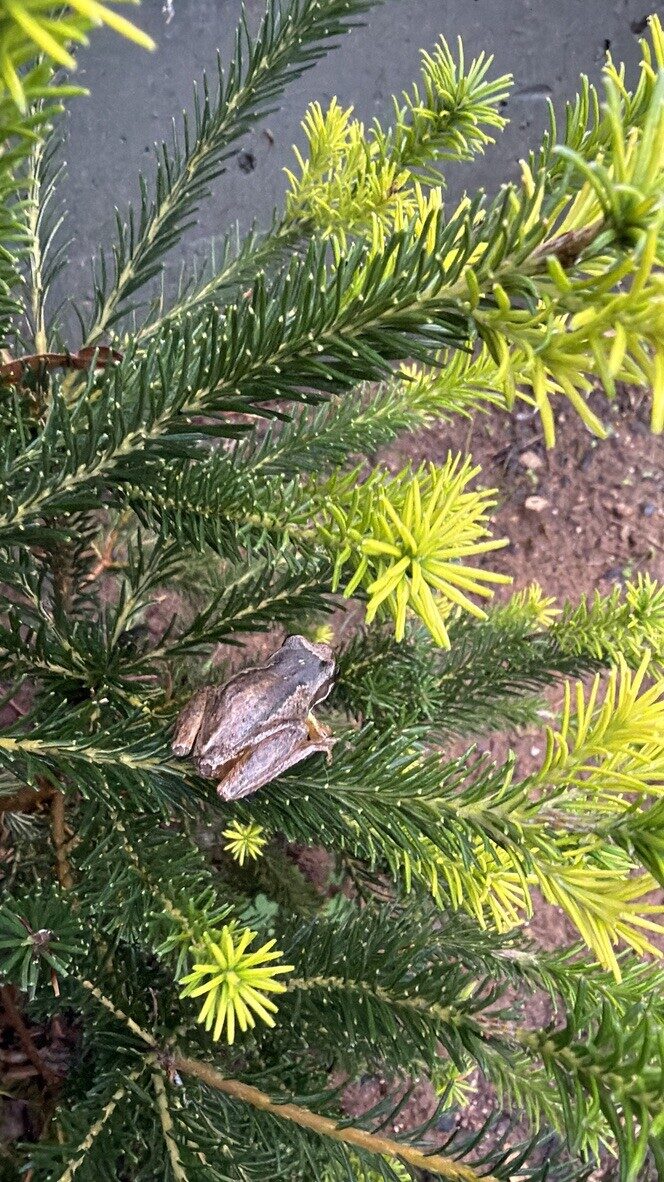 Brown Tree Frog photographed on the land