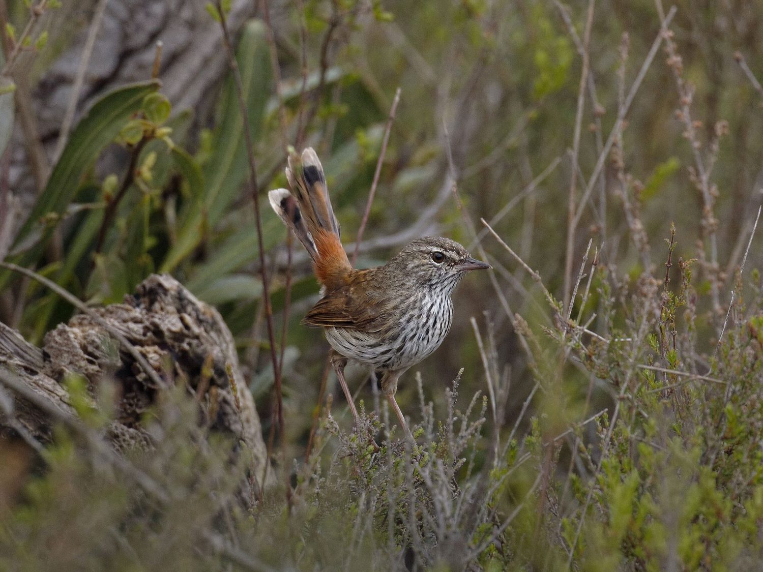 A Chestnut-rumped Heathwren in dense heath understorey, chestnut rump and streaked breast
