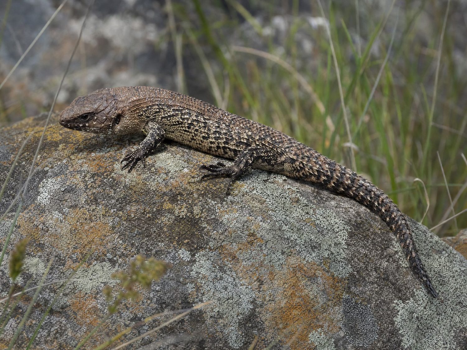 A Cunningham's Skink basking on a lichen-covered rock among native grass
