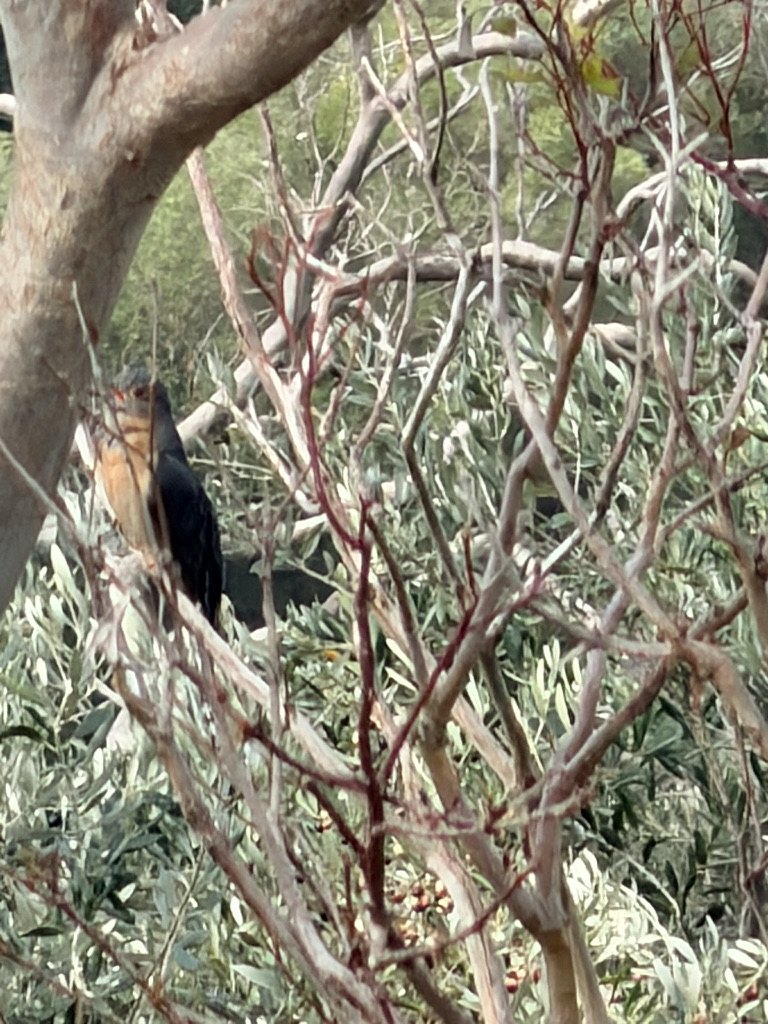Fan-tailed Cuckoo photographed on the land