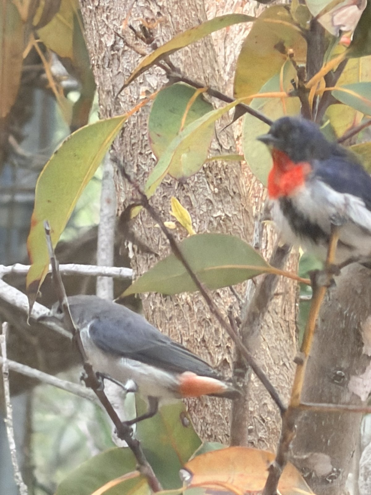 A pair of Mistletoebirds photographed on the land