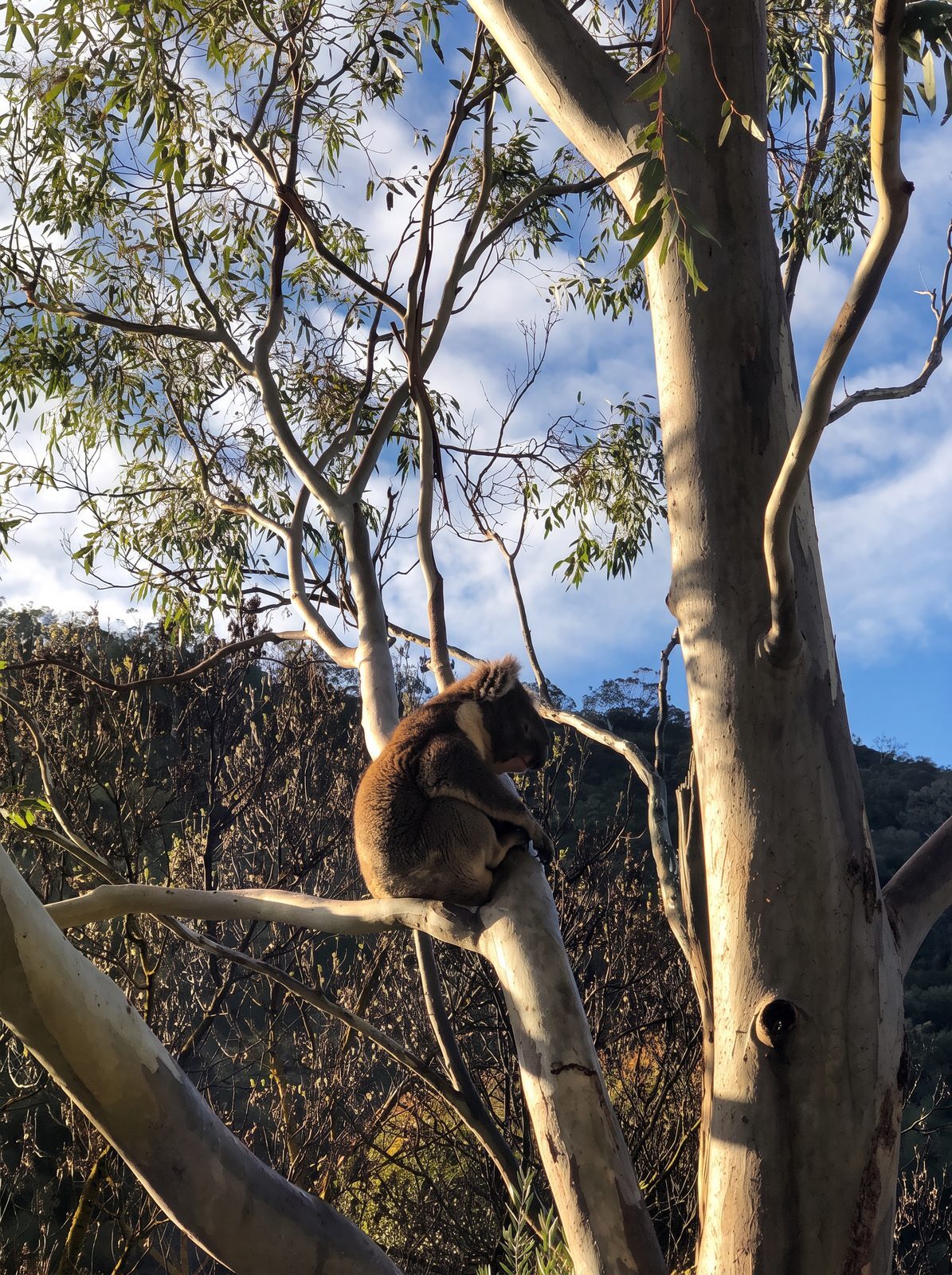 A koala resting in a gum at Skye