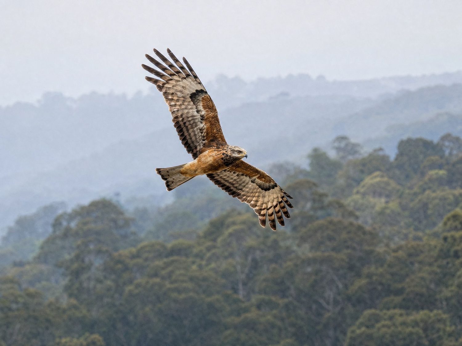 A Square-tailed Kite soaring over misty Adelaide Hills woodland