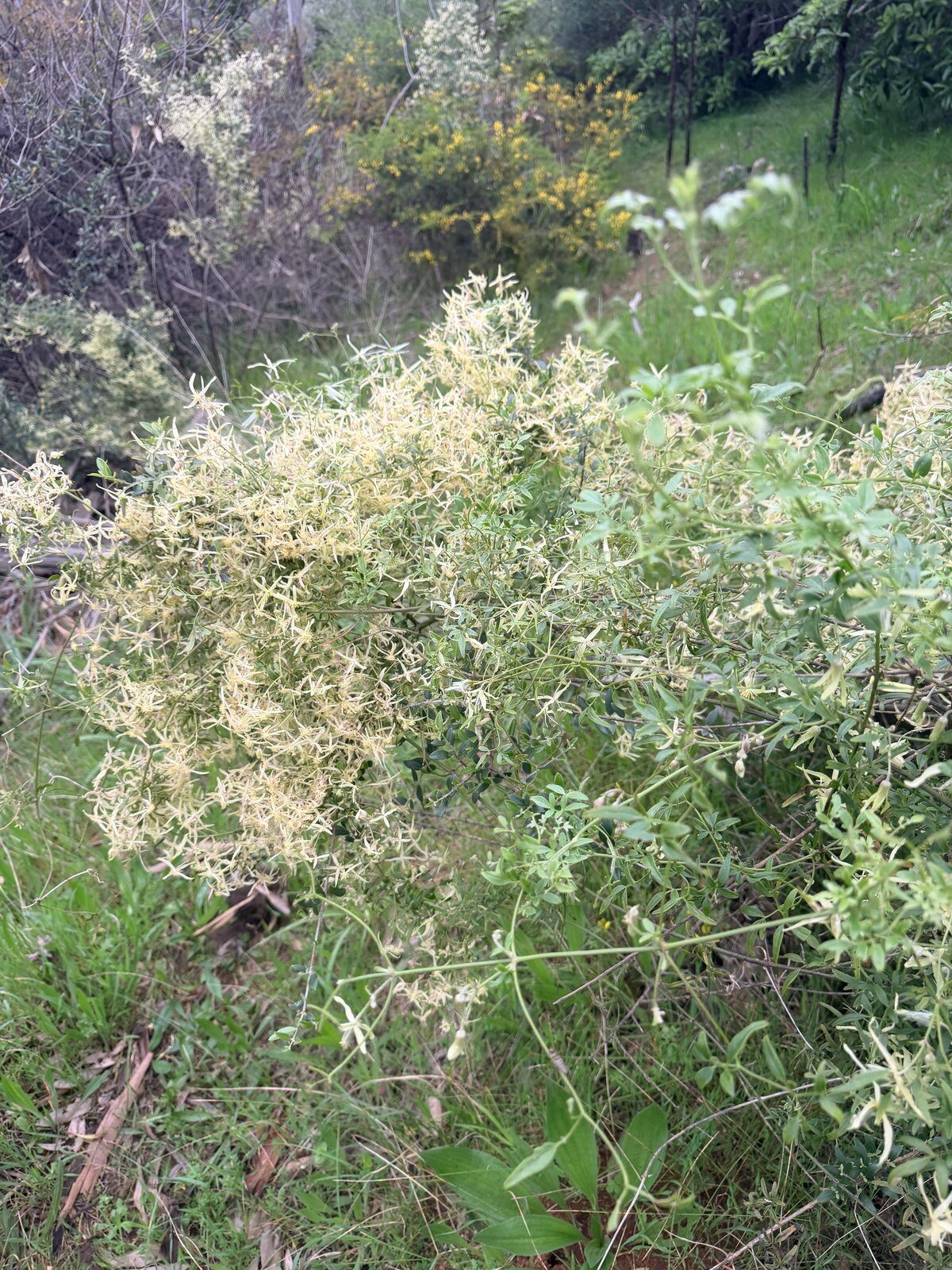 Small-leaved Clematis
