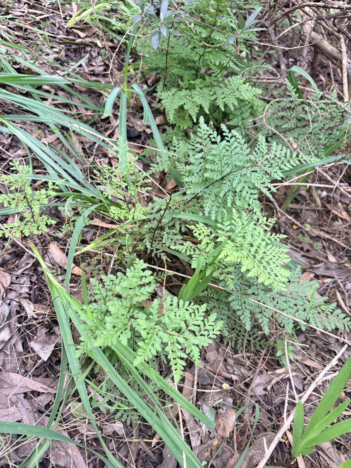 Rock Fern