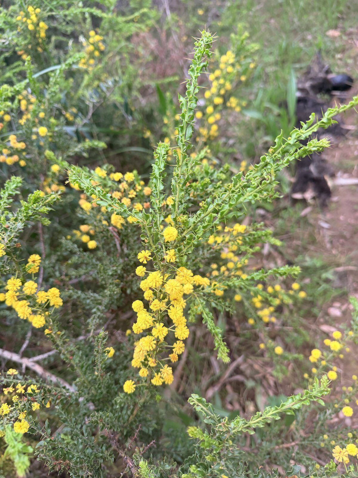 Kangaroo Thorn