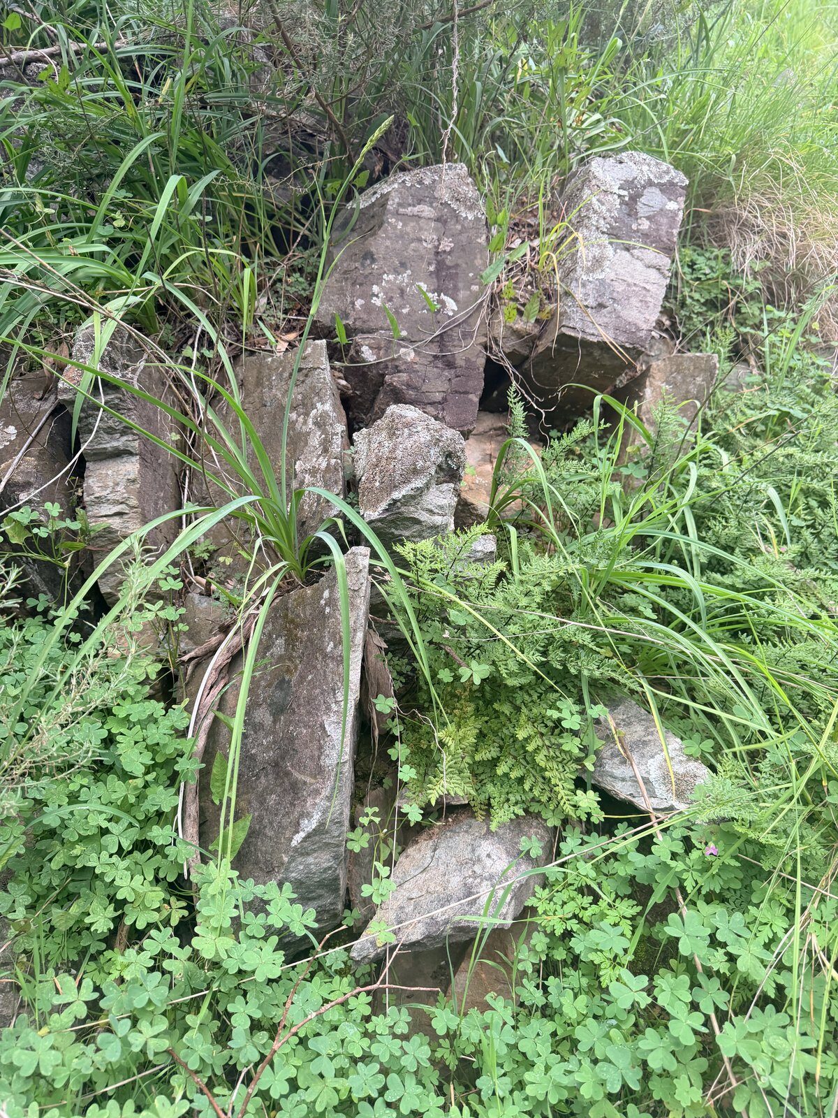 Rock outcrop and mat-rush