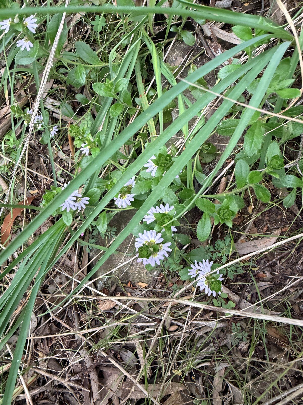 White Fanflower