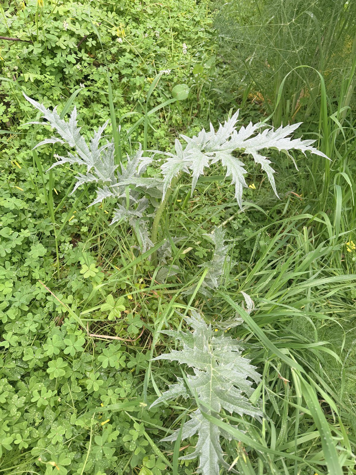 Artichoke Thistle