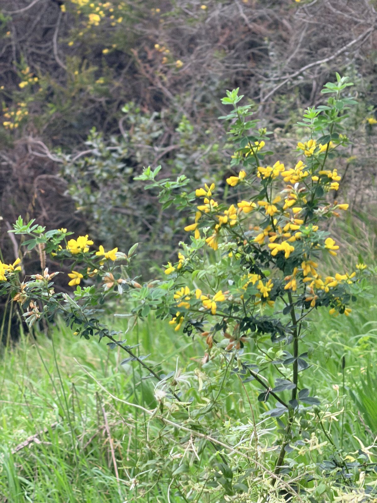 Cape Broom