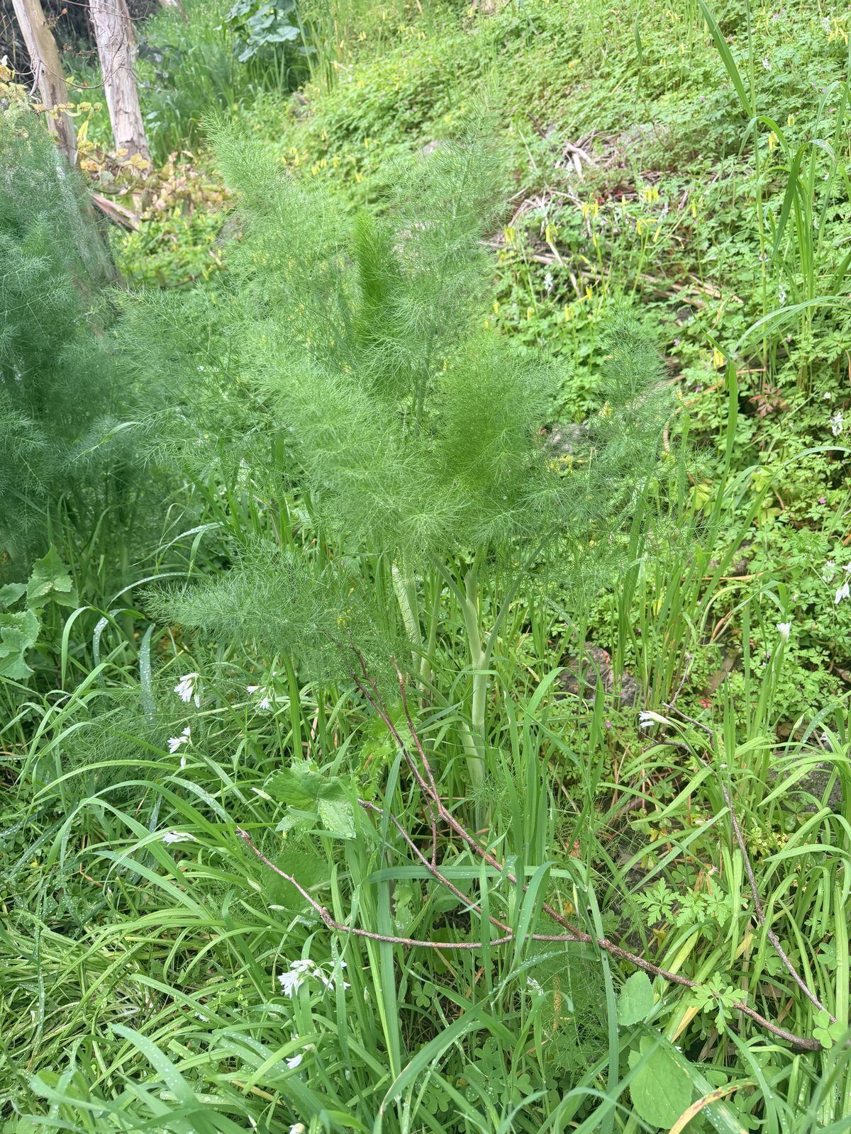 Fennel