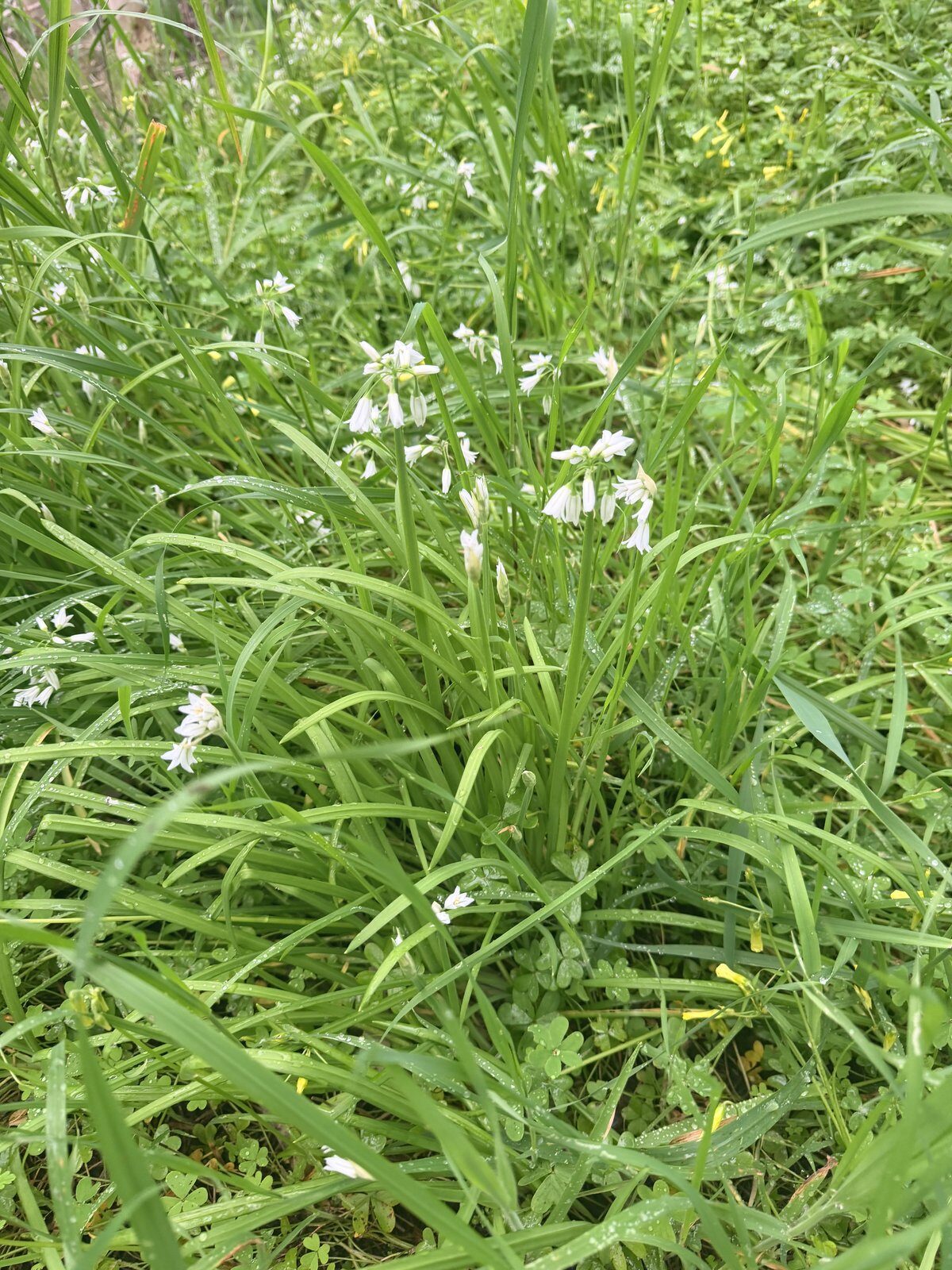 Three-cornered Garlic