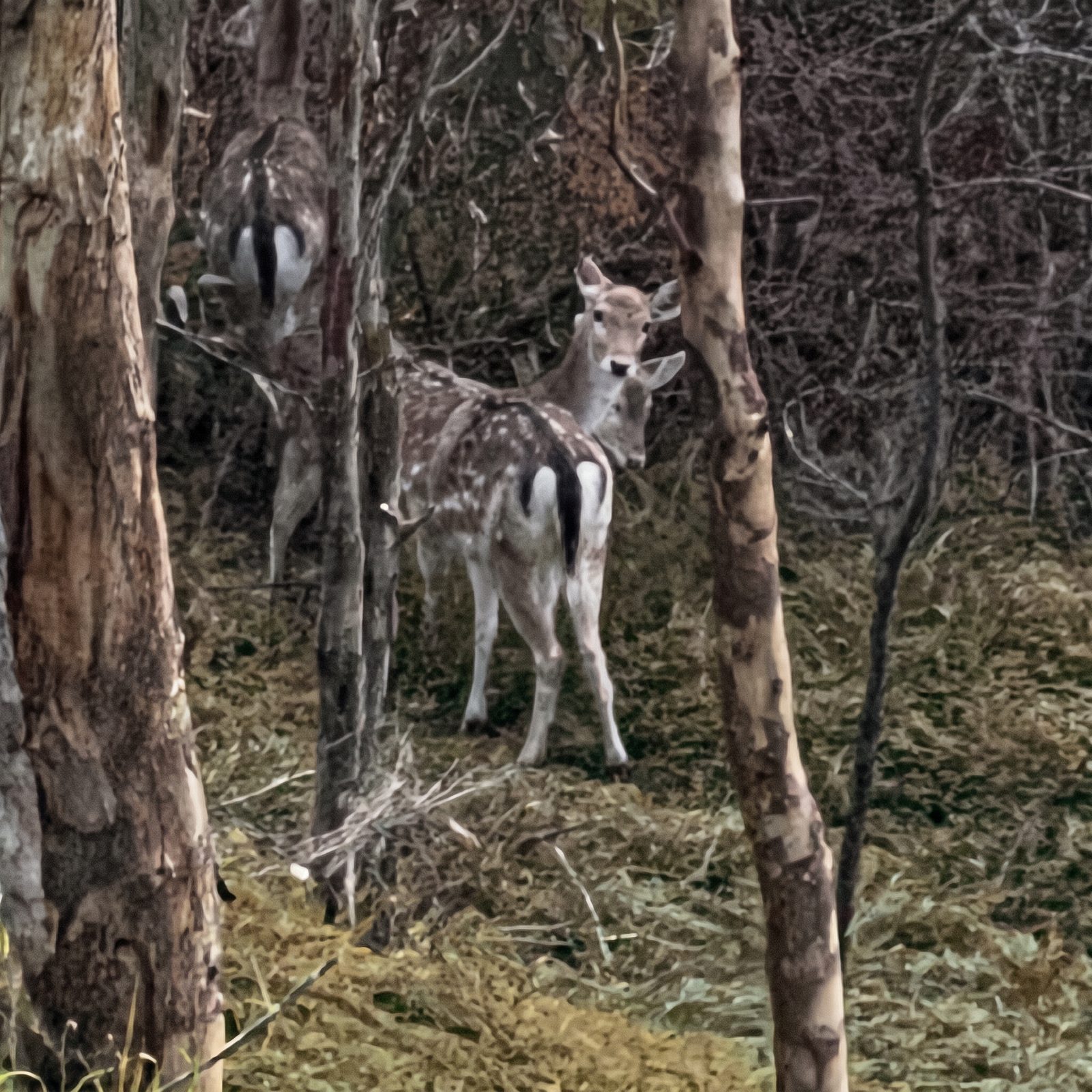 Two spotted fallow deer among eucalypt trunks in bushland on the property