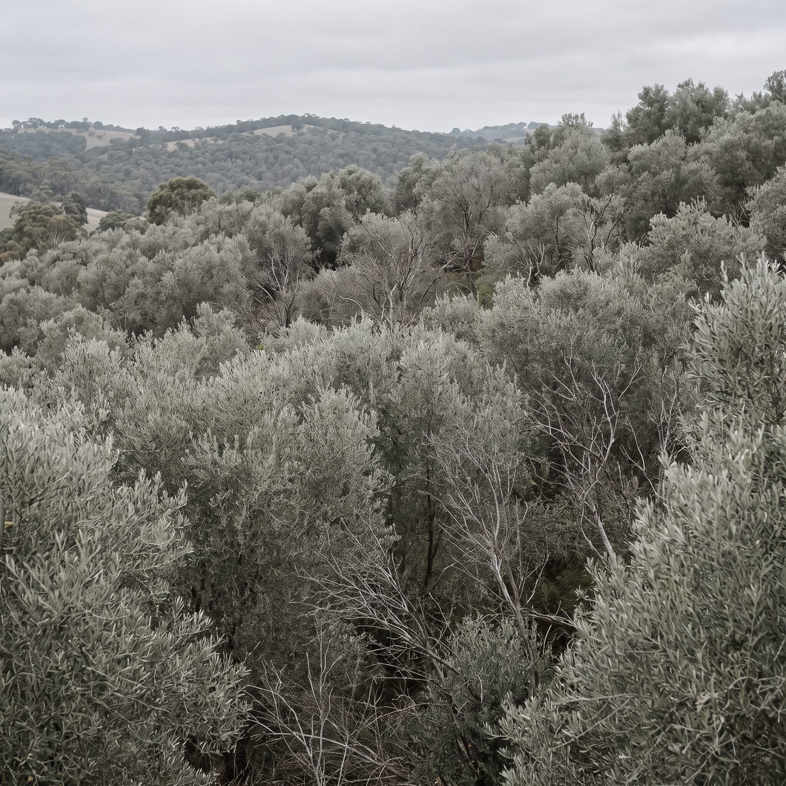 Hillside blanketed in silver-grey feral olive canopy in the Adelaide Hills