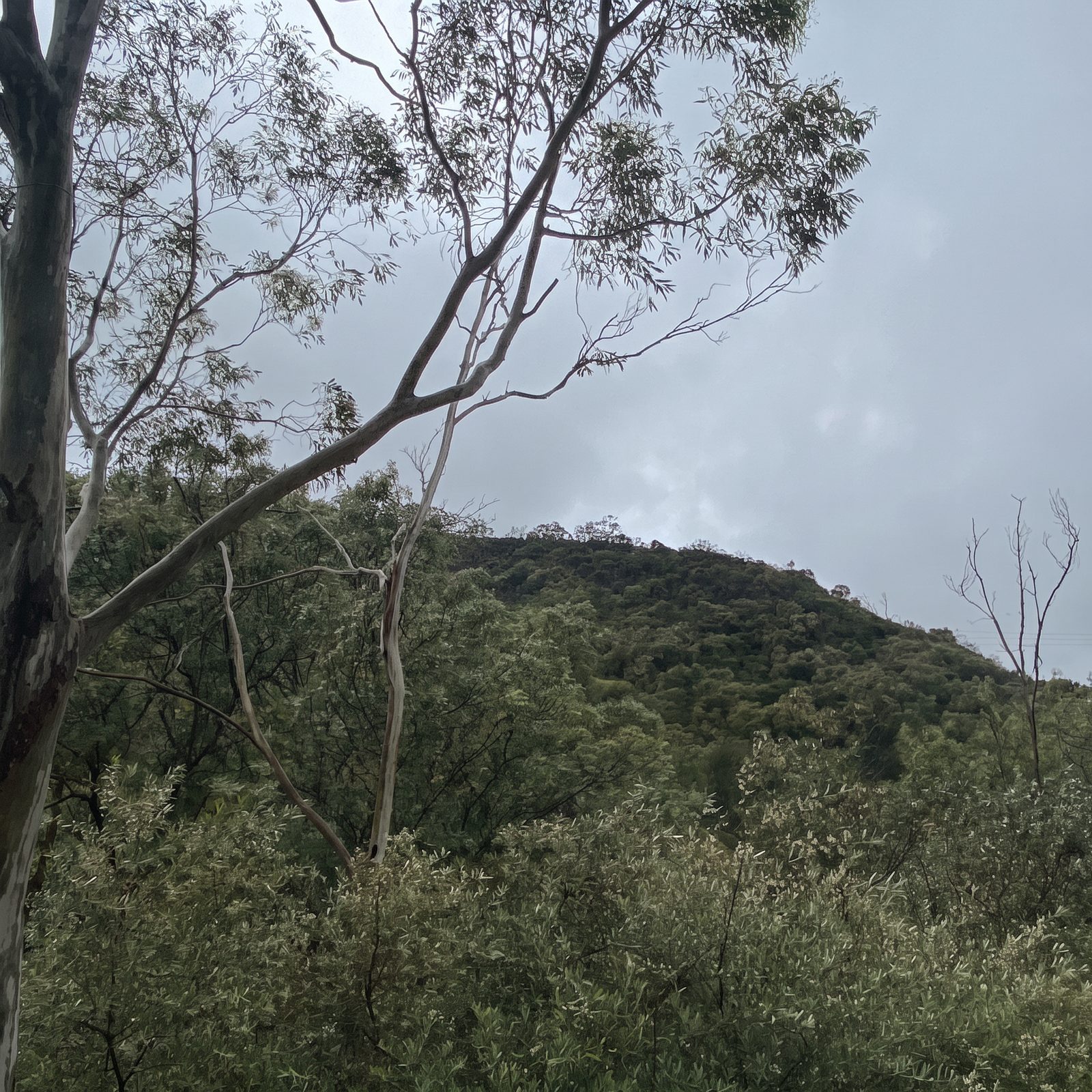 Feral olive shrubs crowding around the base of a eucalypt