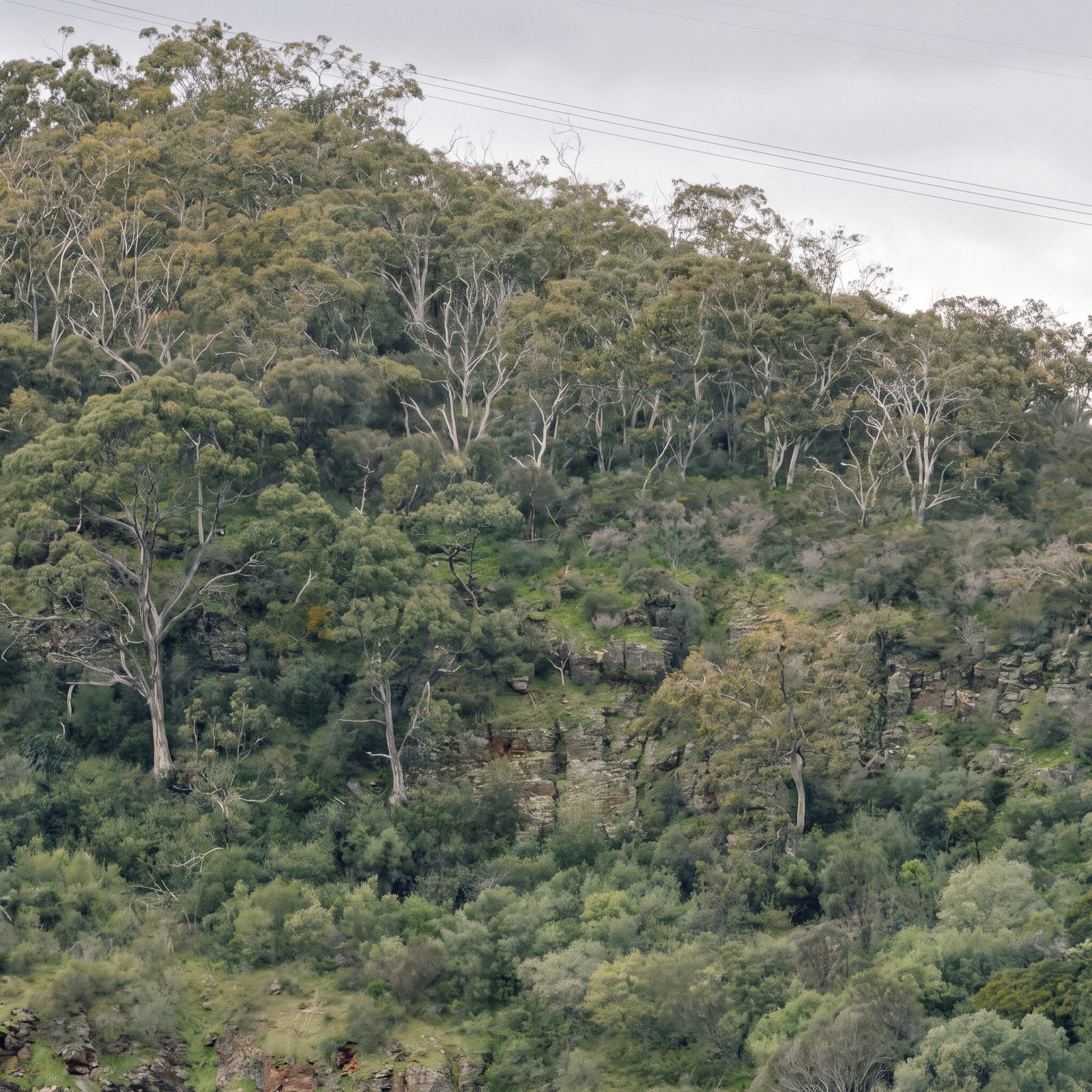 Adelaide Hills hillside with bare dead eucalypt trunks among green growth